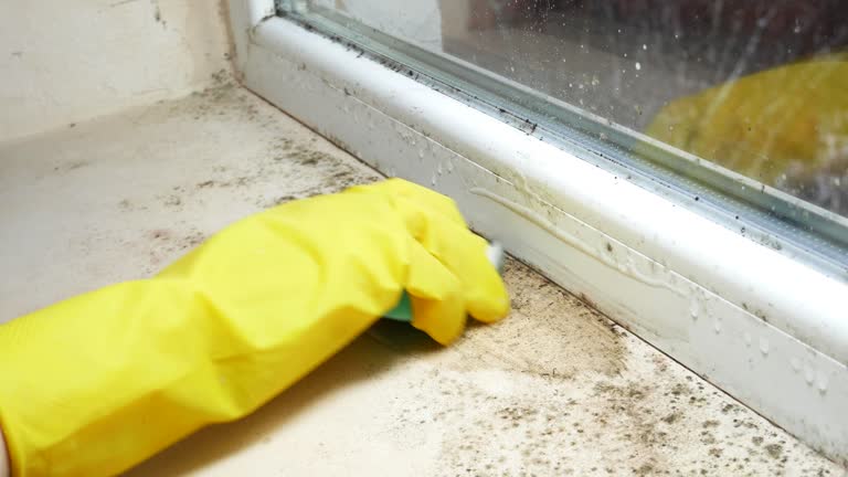 Best Residential Mold Inspection & Testing  in Bath, MI